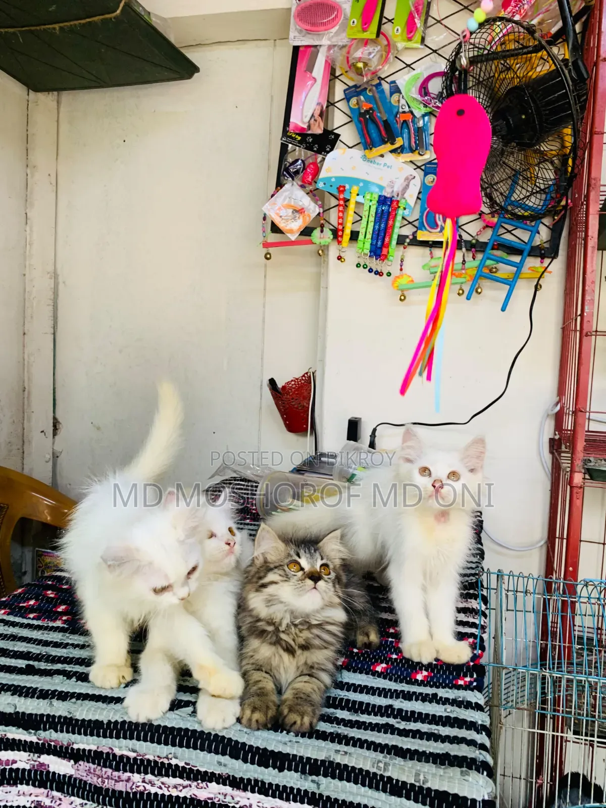 1-3 Months Female Purebred Persian Cat