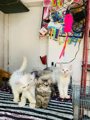 1-3 Months Female Purebred Persian Cat