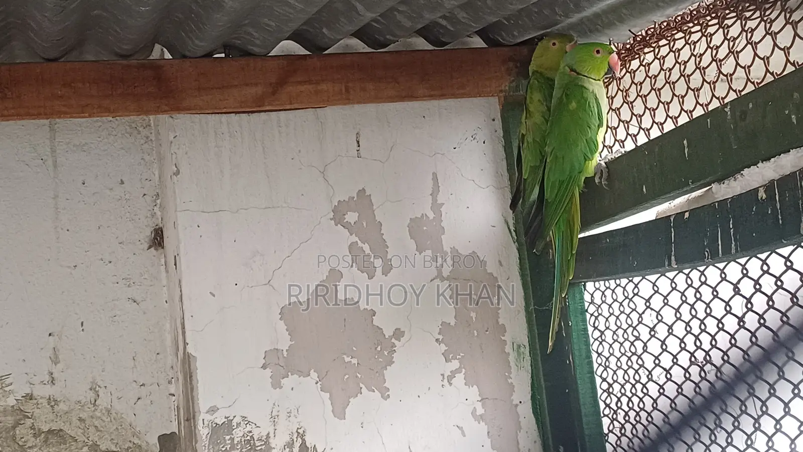 Parrot bird very good, contact if you like