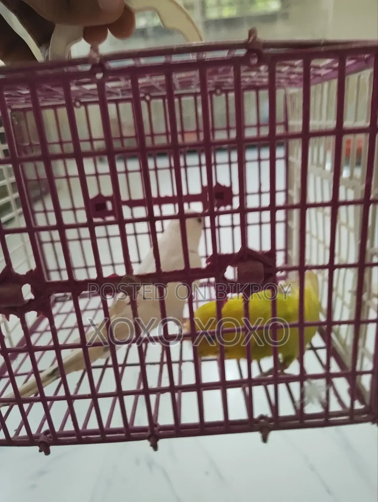 Budgerigar for Sale