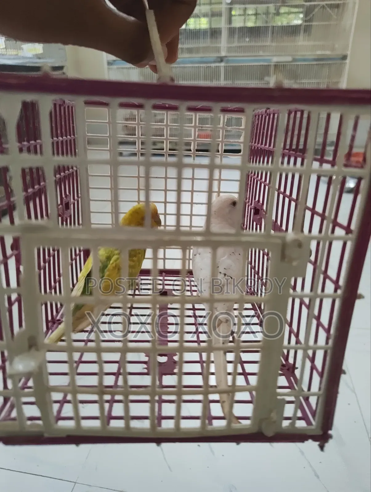 Budgerigar for Sale