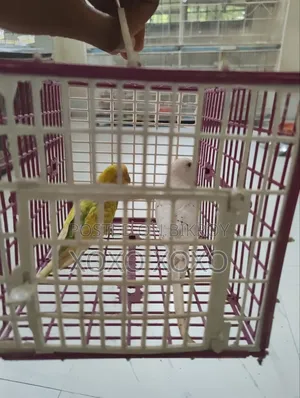 Budgerigar for Sale