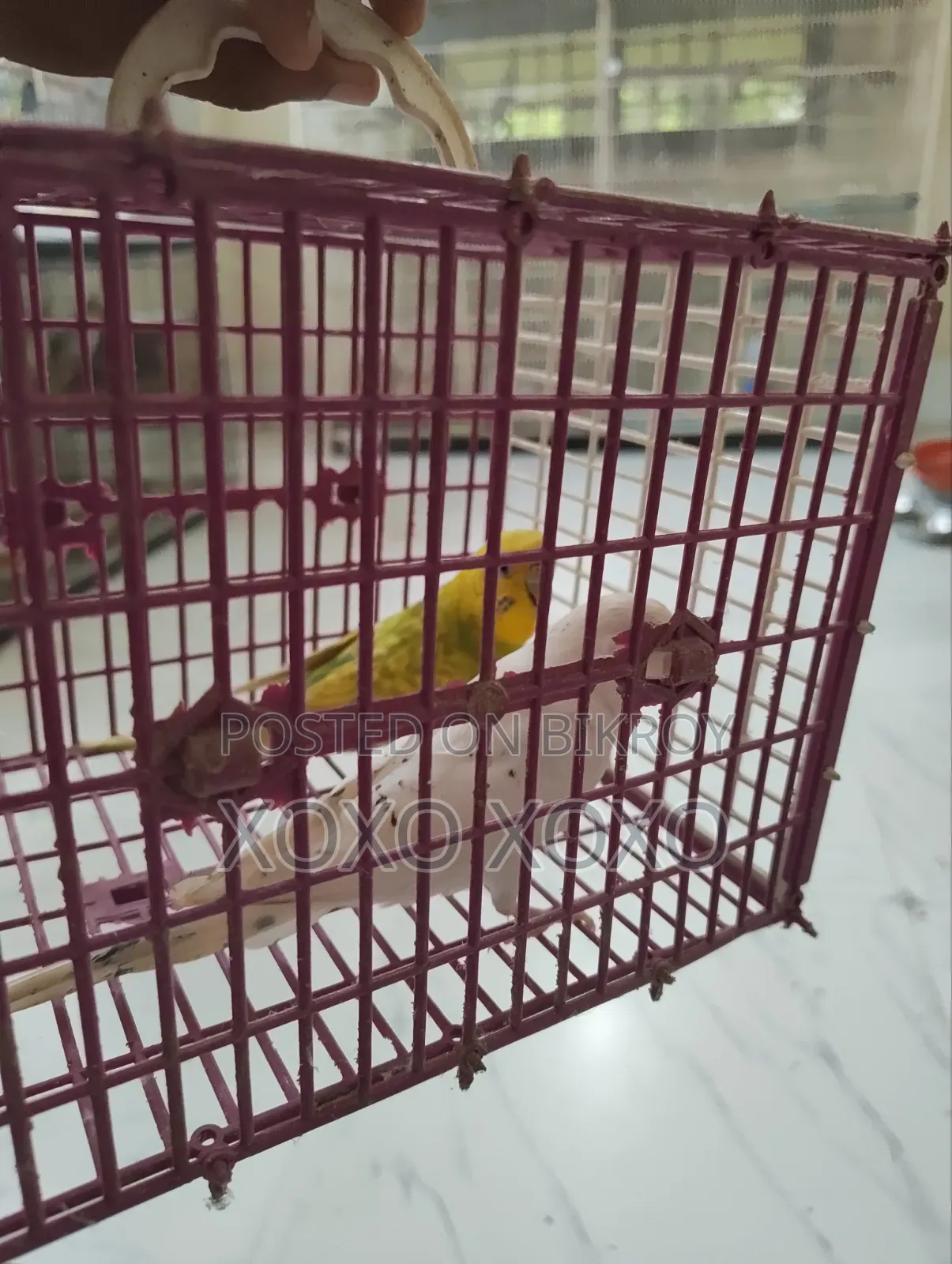 Budgerigar for Sale