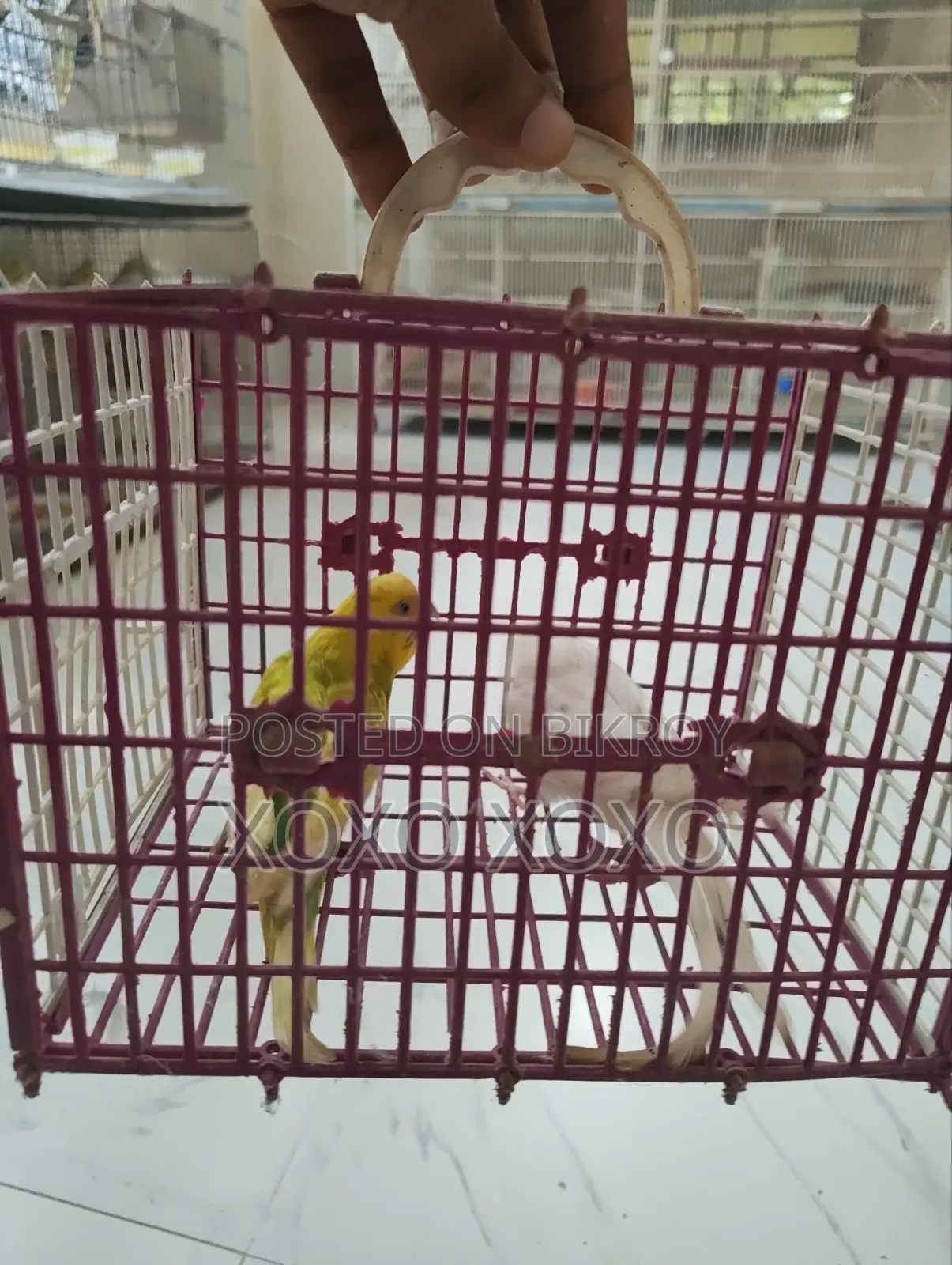Budgerigar for Sale