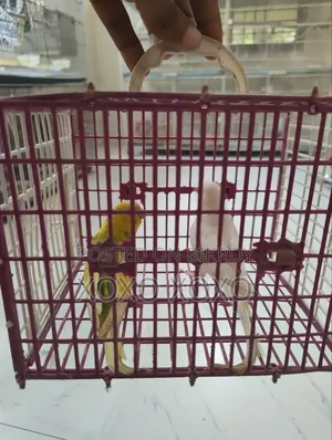 Budgerigar for Sale