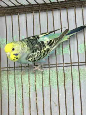 Running Female (Budgie)