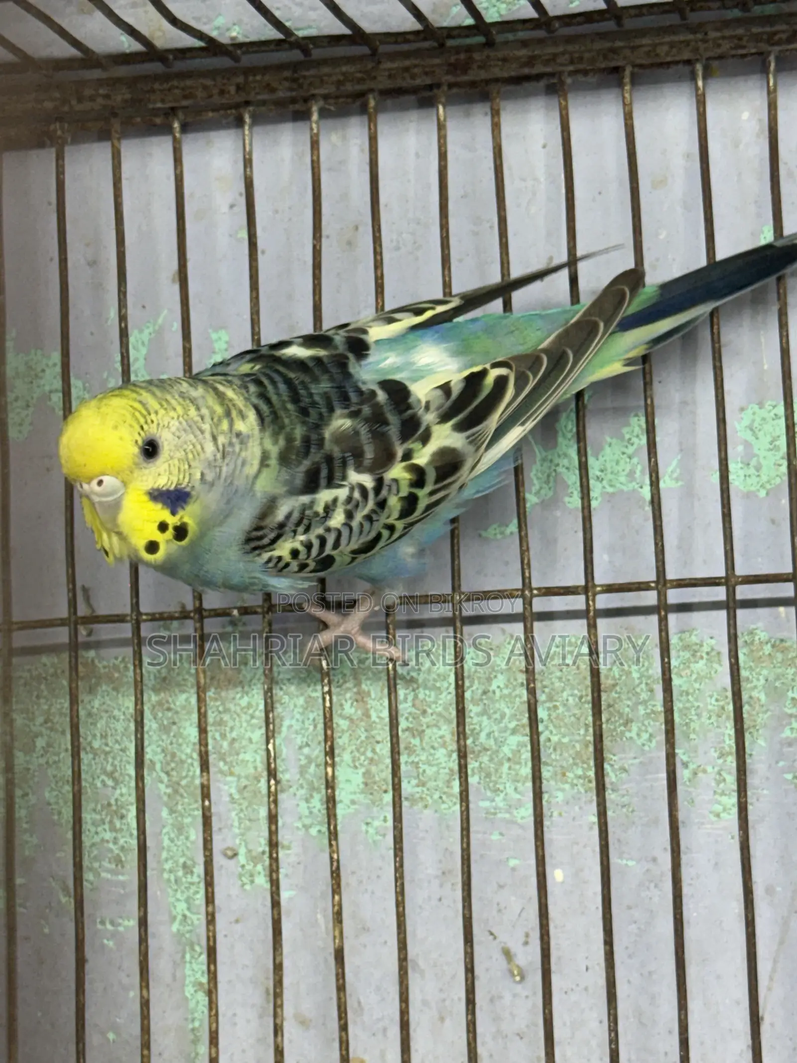 Running Female (Budgie)
