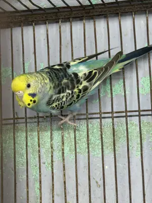 Running Female (Budgie)
