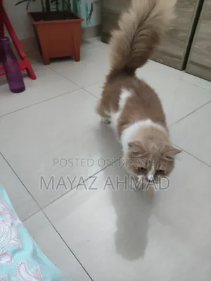 0-1 month Male Purebred Persian