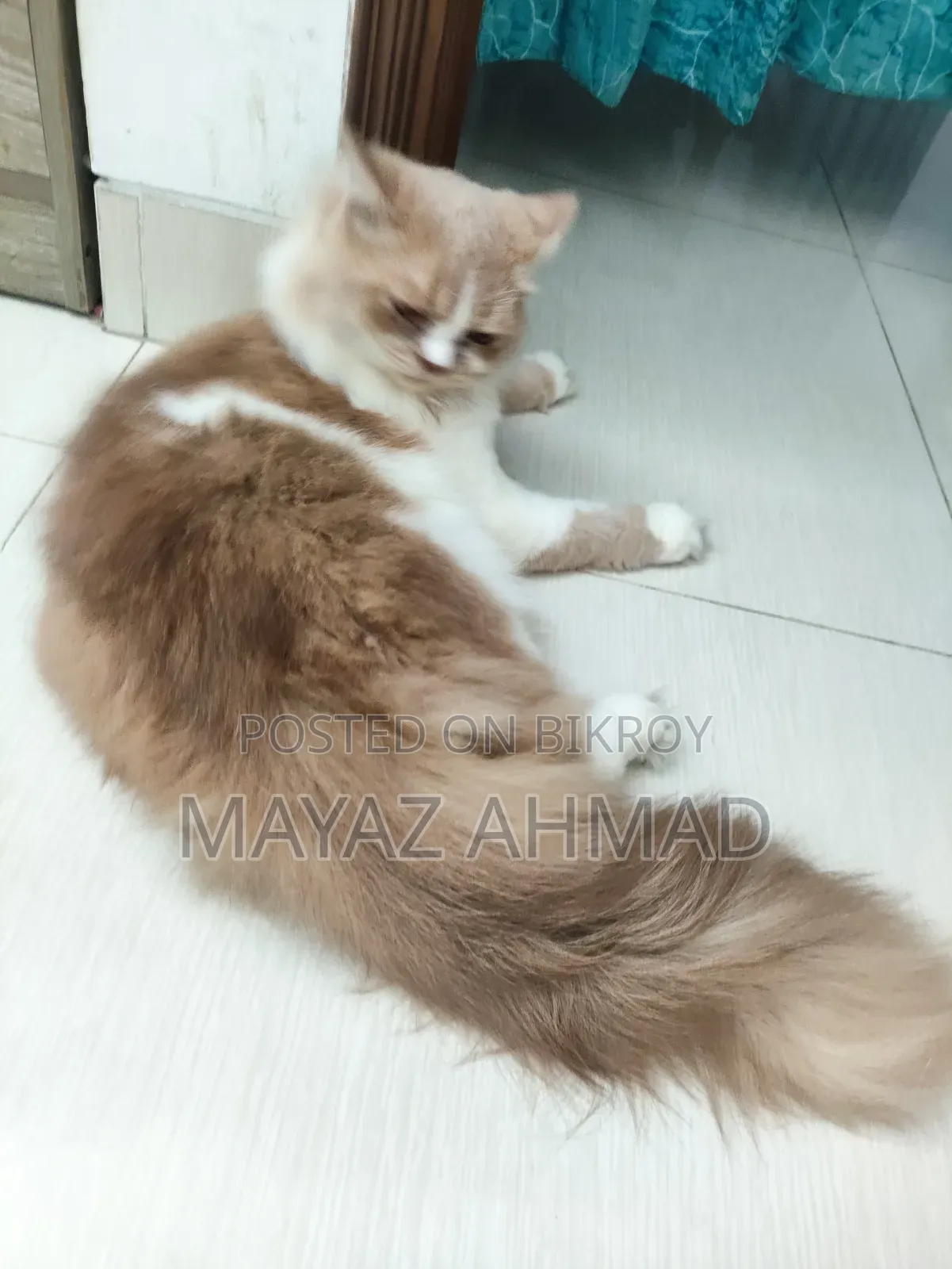 0-1 month Male Purebred Persian