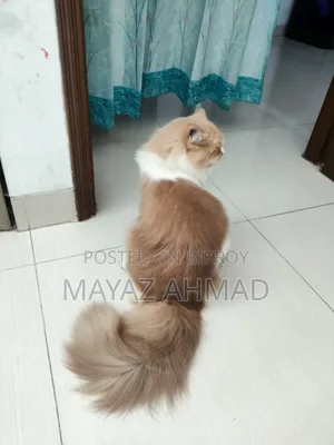 0-1 month Male Purebred Persian