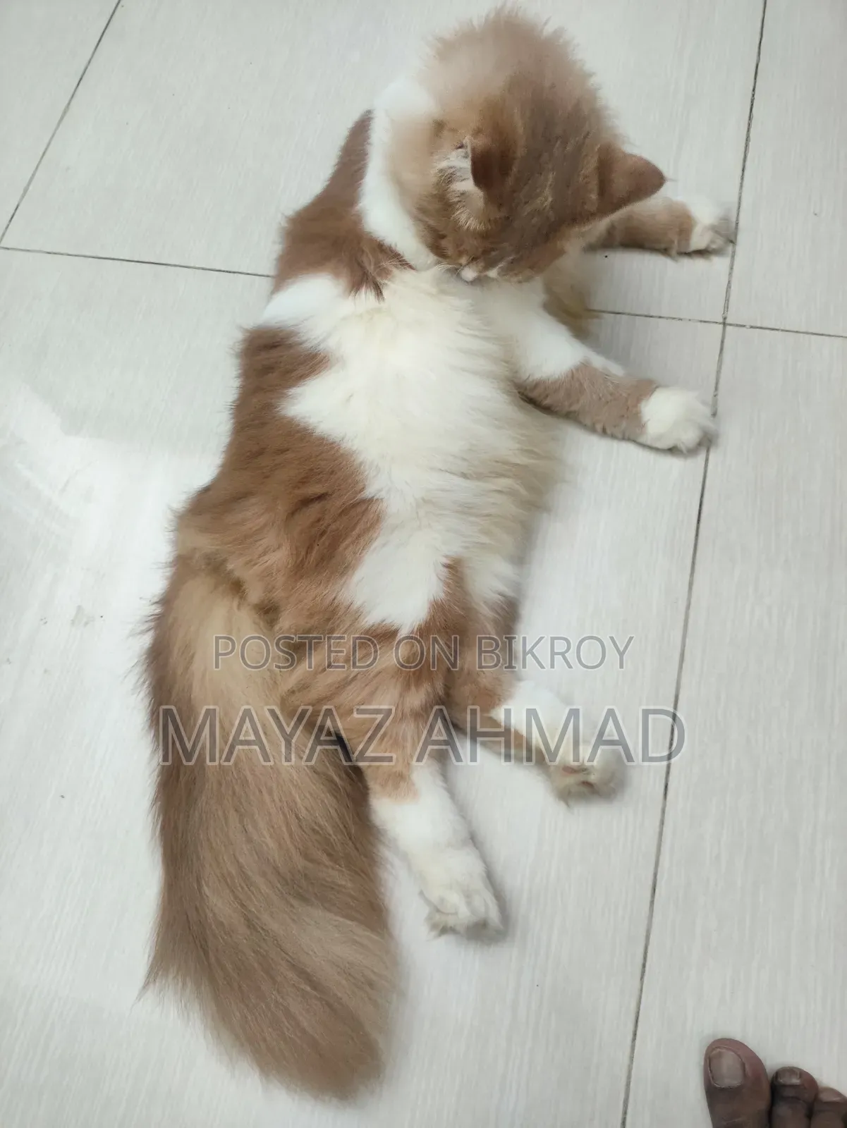 0-1 month Male Purebred Persian