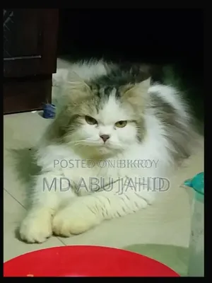 1+ year Male Purebred Persian