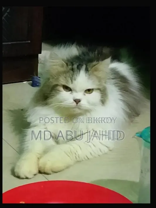 1+ year Male Purebred Persian
