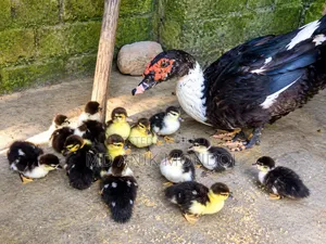 Original Muscovy Ducklings.