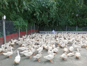 Peking 13 Ducks for Sale, Interested Buyers Please Contact at 350 BDT Per Kg