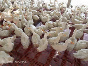 Peking 13 Ducks for Sale, Interested Buyers Please Contact at 350 BDT Per Kg
