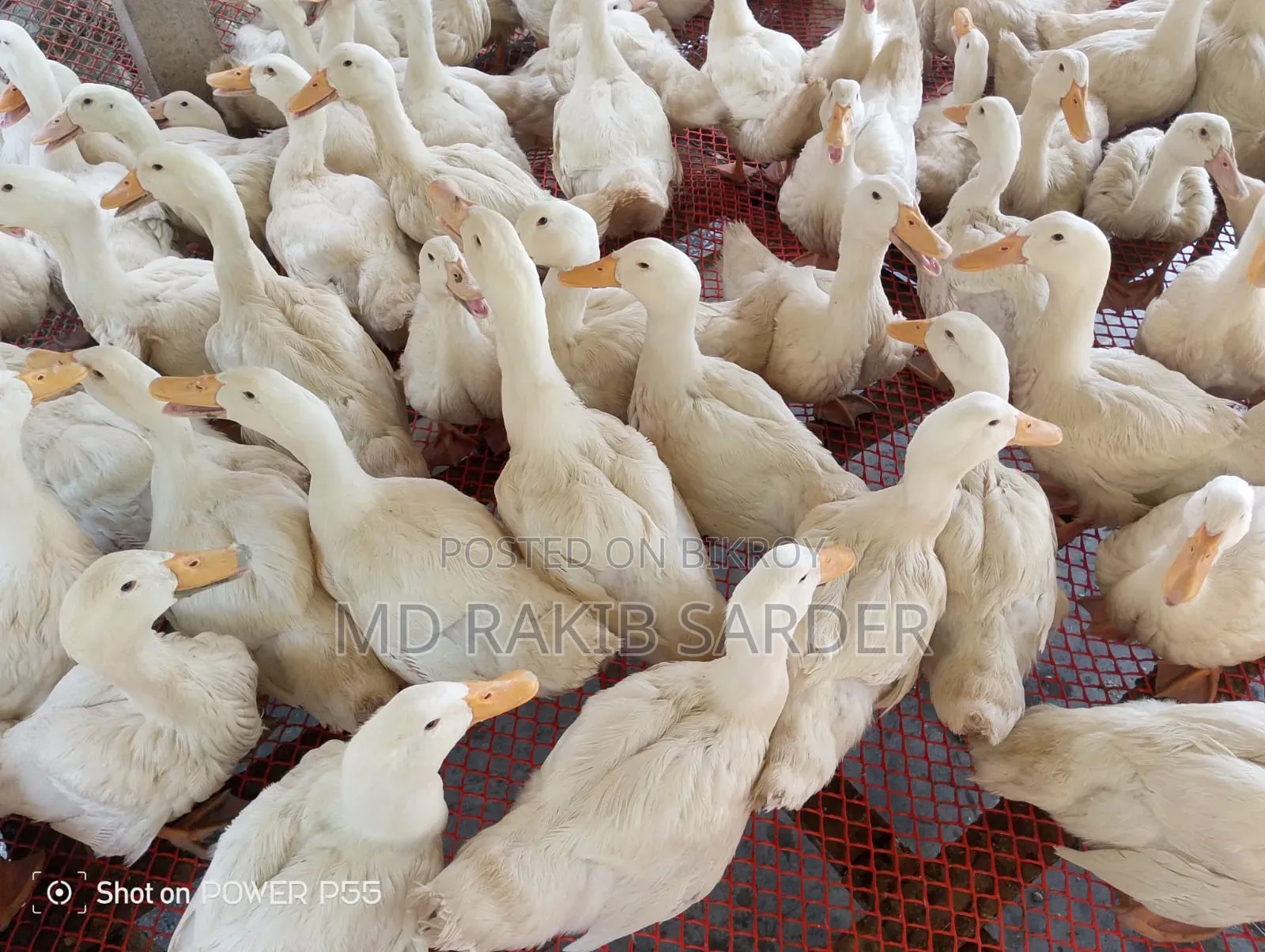 Peking 13 Ducks for Sale, Interested Buyers Please Contact at 350 BDT Per Kg