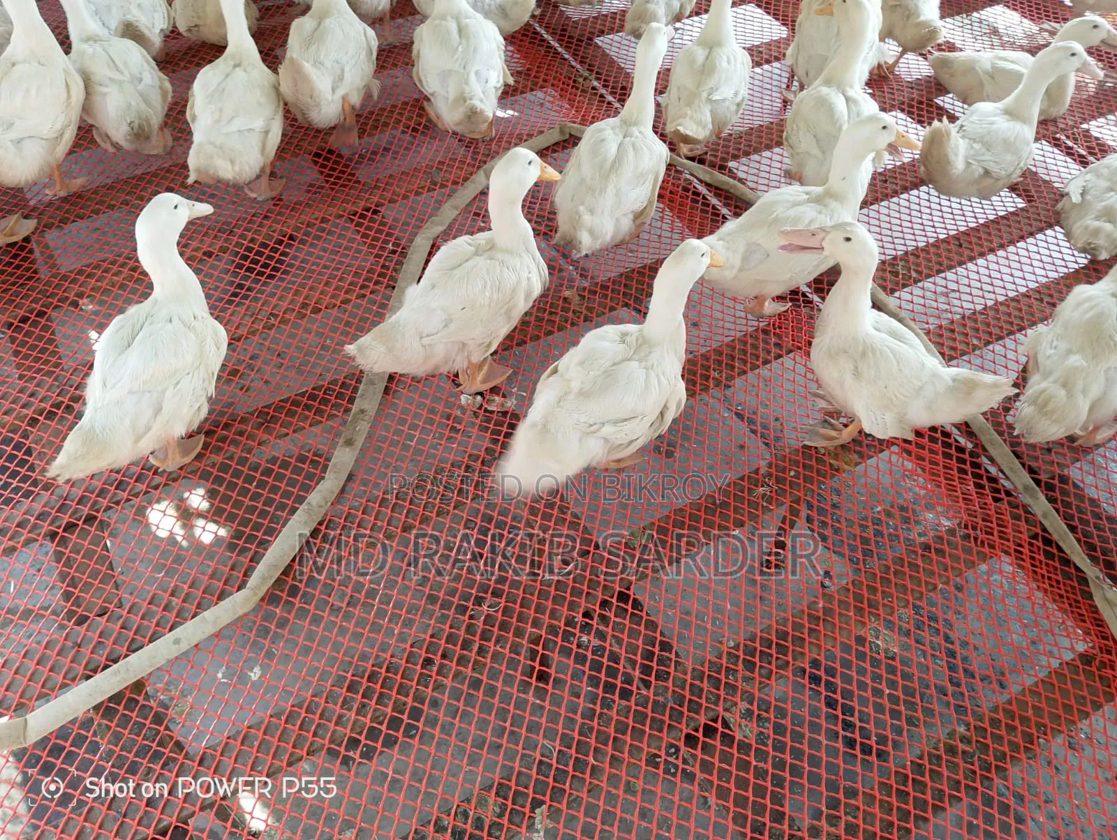 Peking 13 Ducks for Sale, Interested Buyers Please Contact at 350 BDT Per Kg