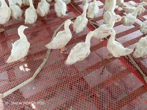 Peking 13 Ducks for Sale, Interested Buyers Please Contact at 350 BDT Per Kg