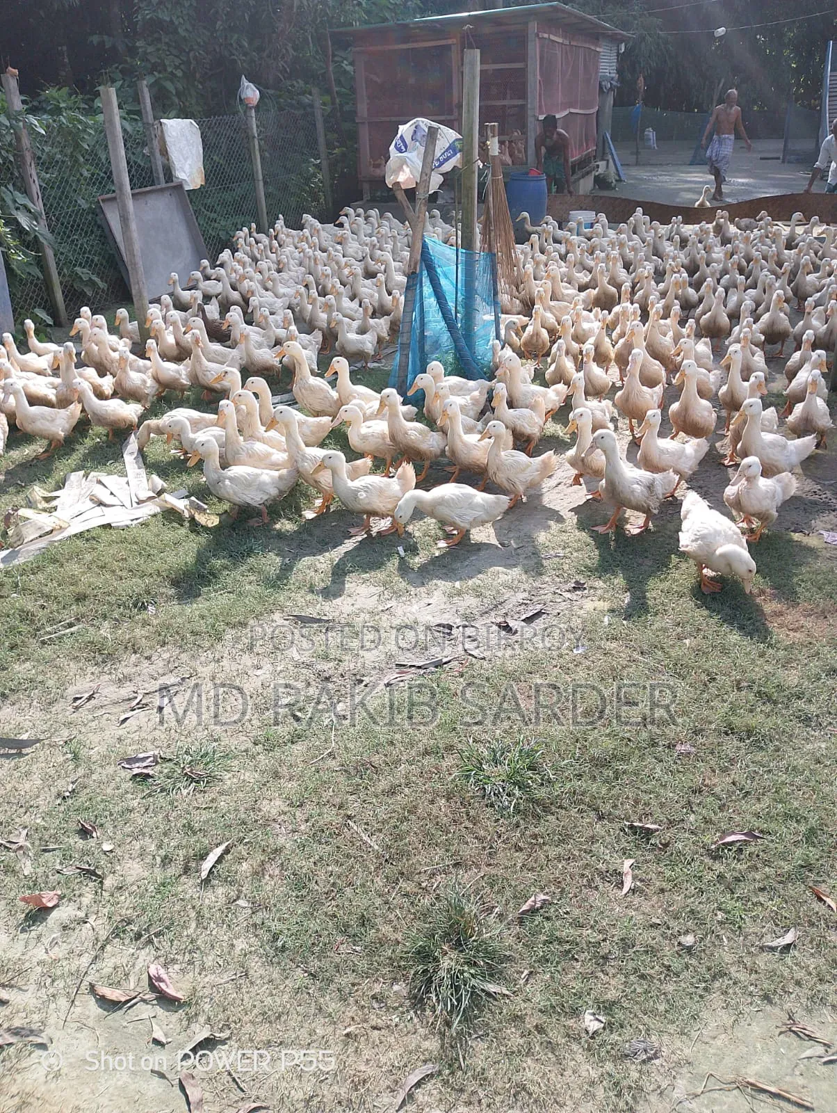 Peking 13 Ducks for Sale, Interested Buyers Please Contact at 350 BDT Per Kg