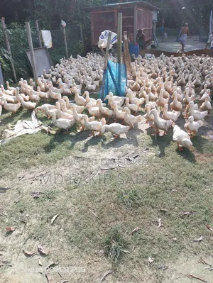 Peking 13 Ducks for Sale, Interested Buyers Please Contact at 350 BDT Per Kg
