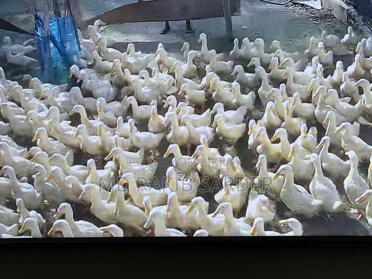Peking 13 Ducks for Sale, Interested Buyers Please Contact at 350 BDT Per Kg
