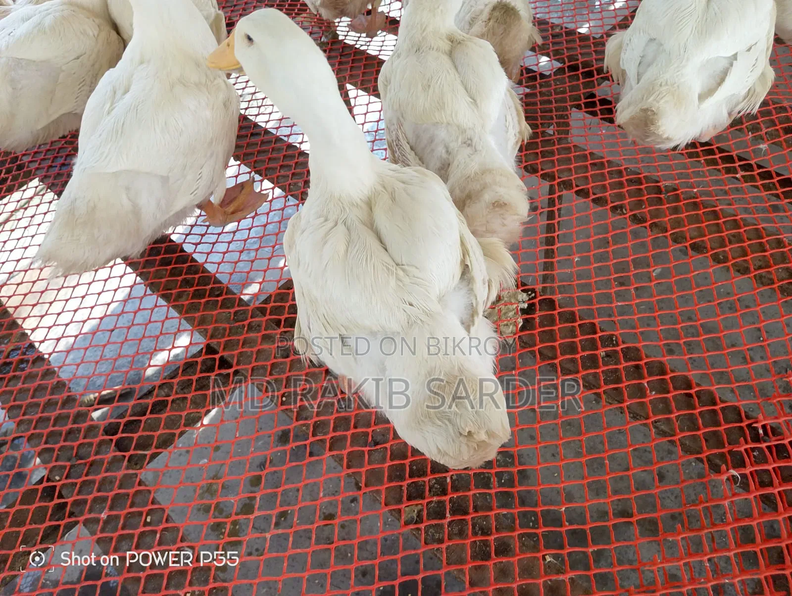 Peking 13 Ducks for Sale, Interested Buyers Please Contact at 350 BDT Per Kg