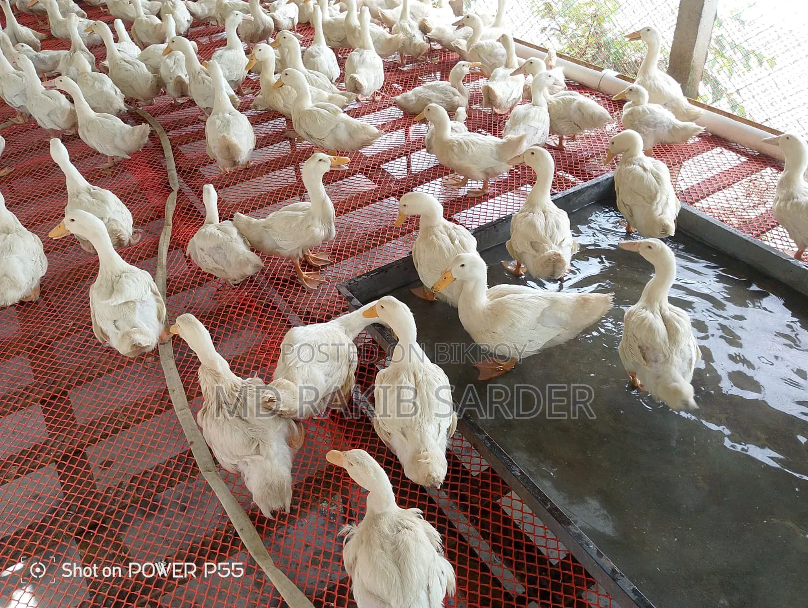 Peking 13 Ducks for Sale, Interested Buyers Please Contact at 350 BDT Per Kg