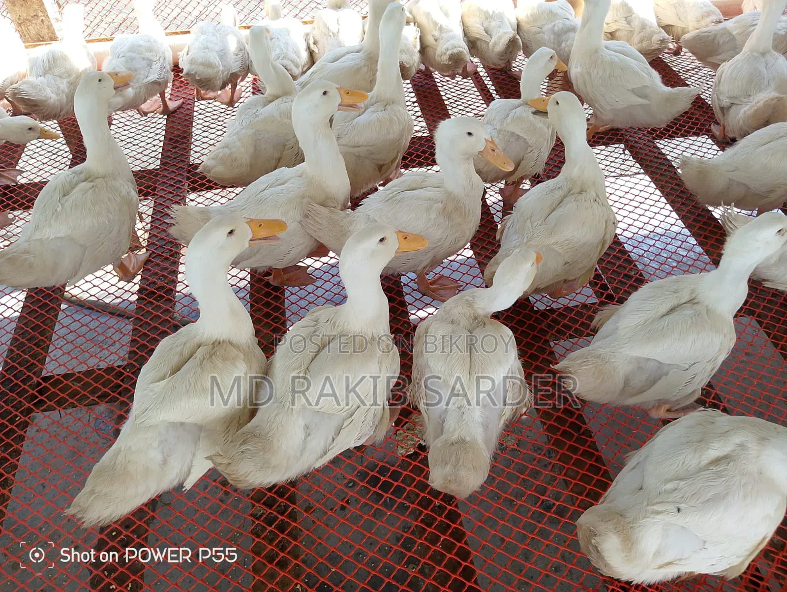 Peking 13 Ducks for Sale, Interested Buyers Please Contact at 350 BDT Per Kg