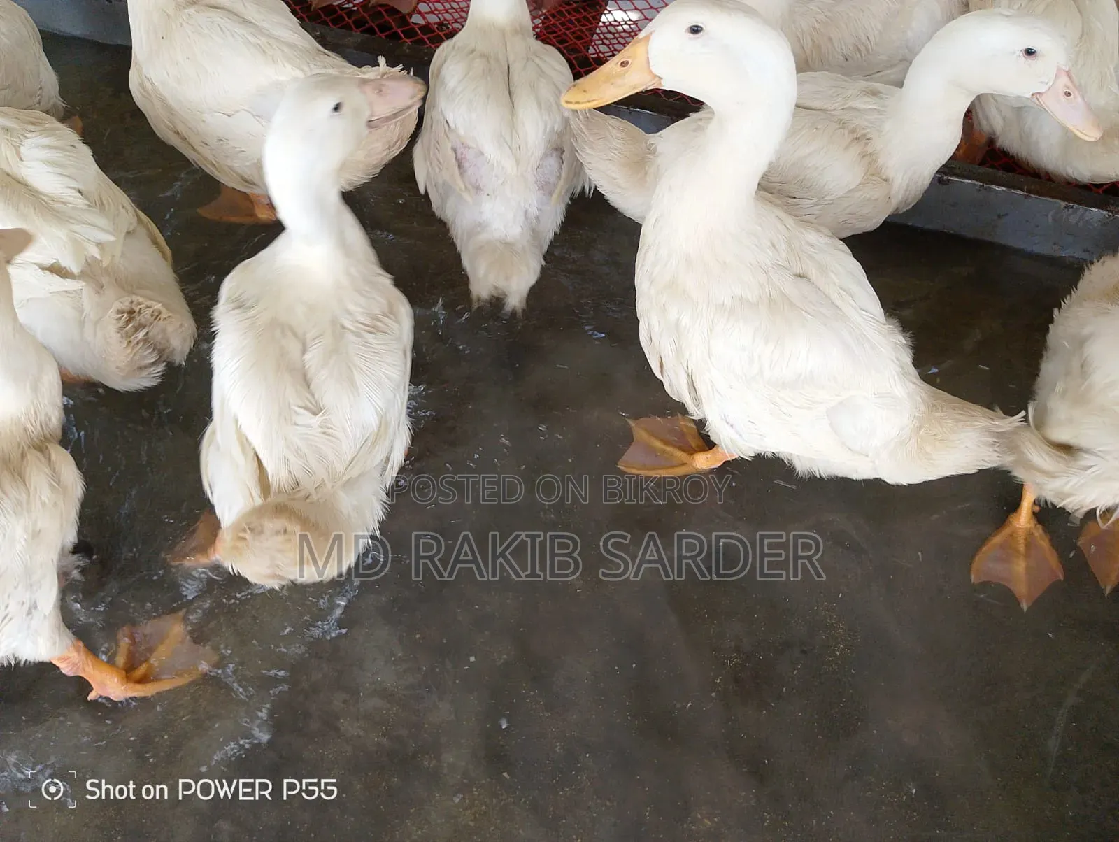 Peking 13 Ducks for Sale, Interested Buyers Please Contact at 350 BDT Per Kg