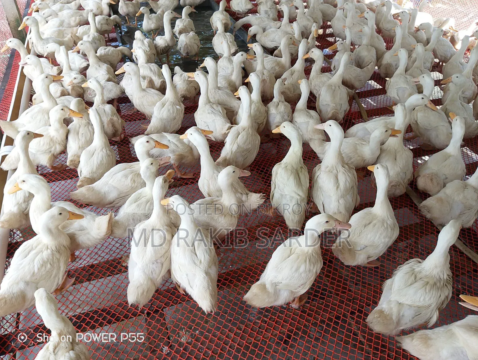 Peking 13 Ducks for Sale, Interested Buyers Please Contact at 350 BDT Per Kg