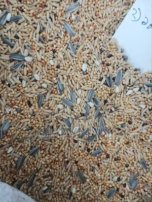 বাজরিগার পাখি