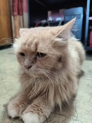 1+ year Female Purebred Persian