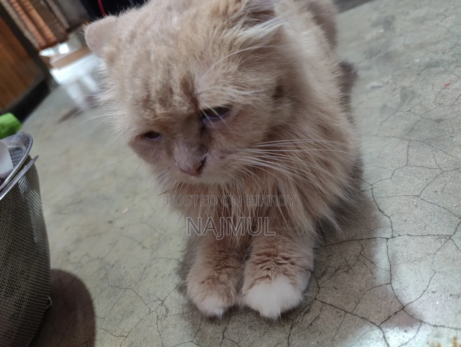 1+ year Female Purebred Persian