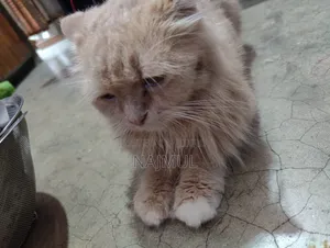 1+ year Female Purebred Persian