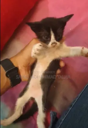 1-3 months Male Purebred Bengal