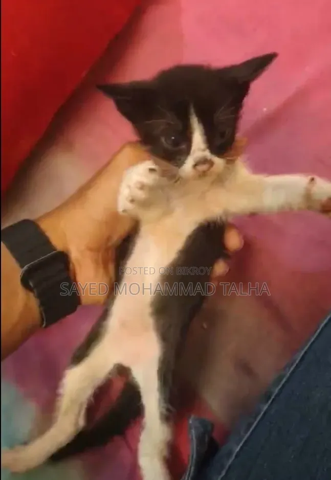 1-3 months Male Purebred Bengal
