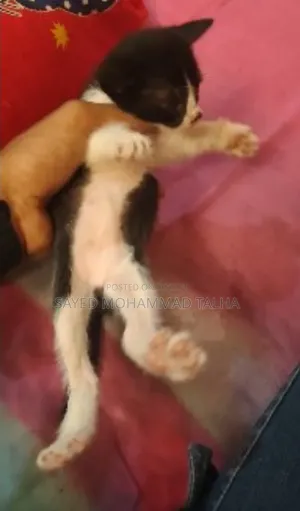 1-3 months Male Purebred Bengal