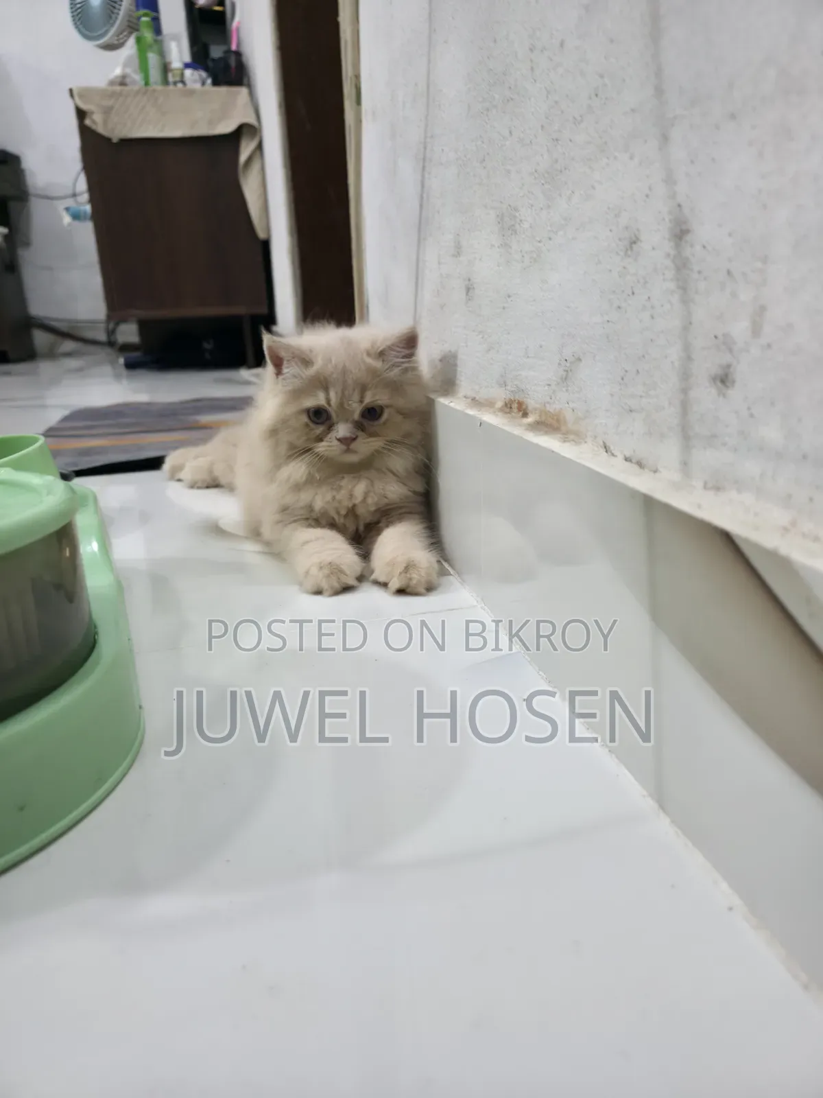 1-3 months Female Purebred Persian