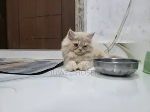 1-3 months Female Purebred Persian