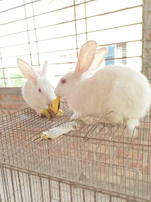 Rabbit / Bunny / র‍্যাবিট / খরগোশ