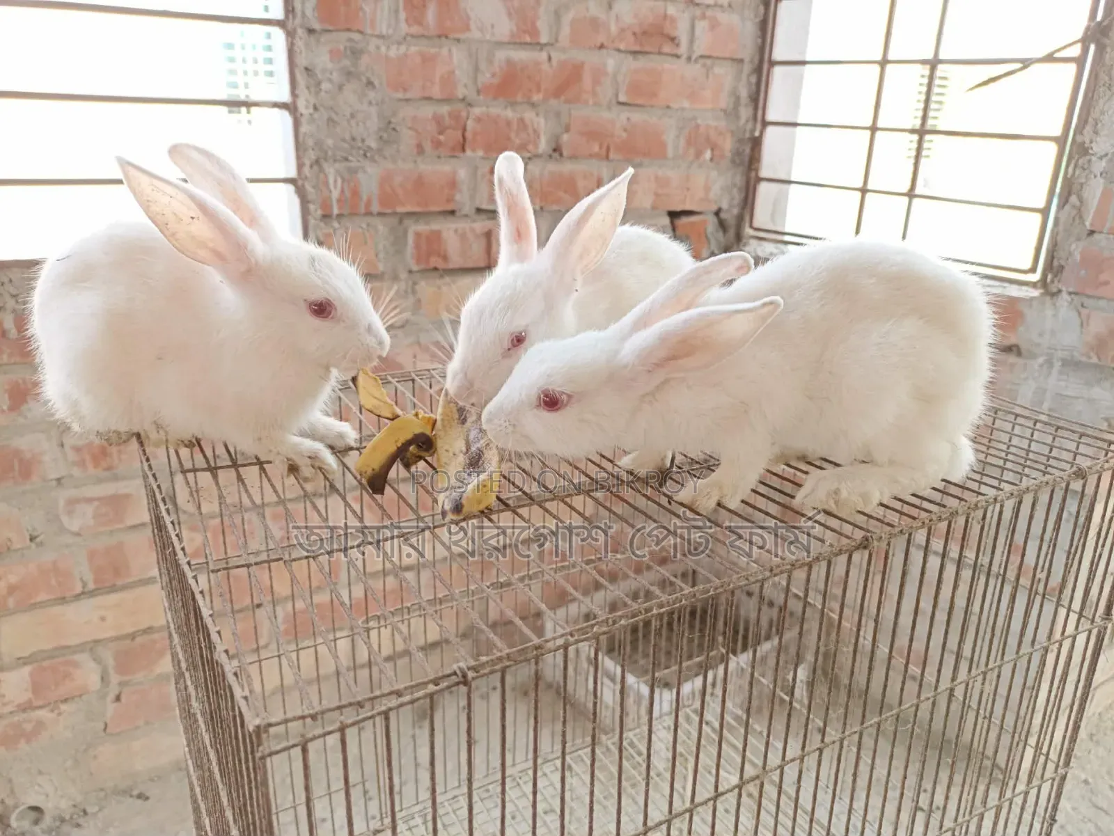 Rabbit / Bunny / র‍্যাবিট / খরগোশ