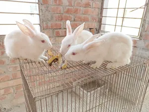 Rabbit / Bunny / র‍্যাবিট / খরগোশ