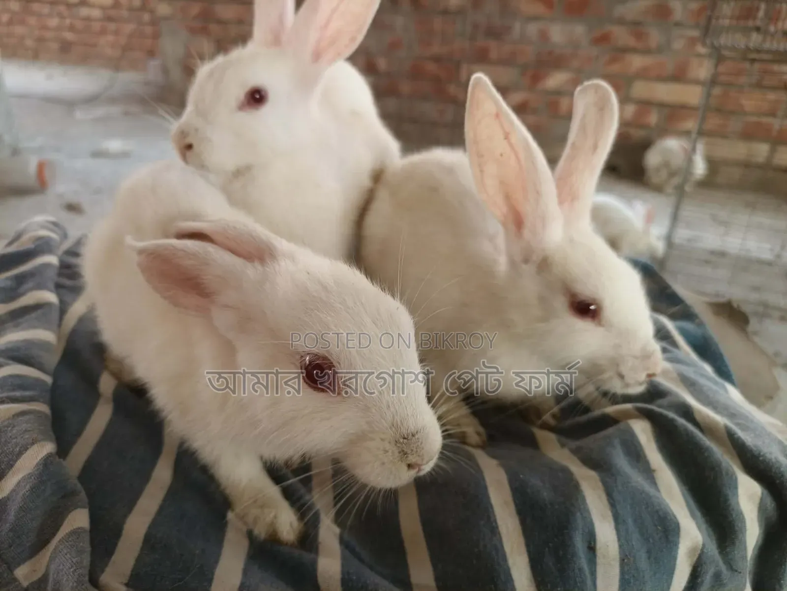 Rabbit / Bunny / র‍্যাবিট / খরগোশ
