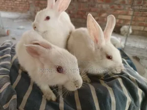 Rabbit / Bunny / র‍্যাবিট / খরগোশ