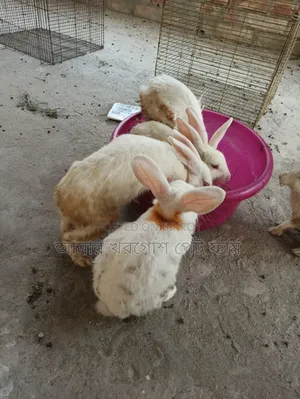 Rabbit / Bunny / র‍্যাবিট / খরগোশ