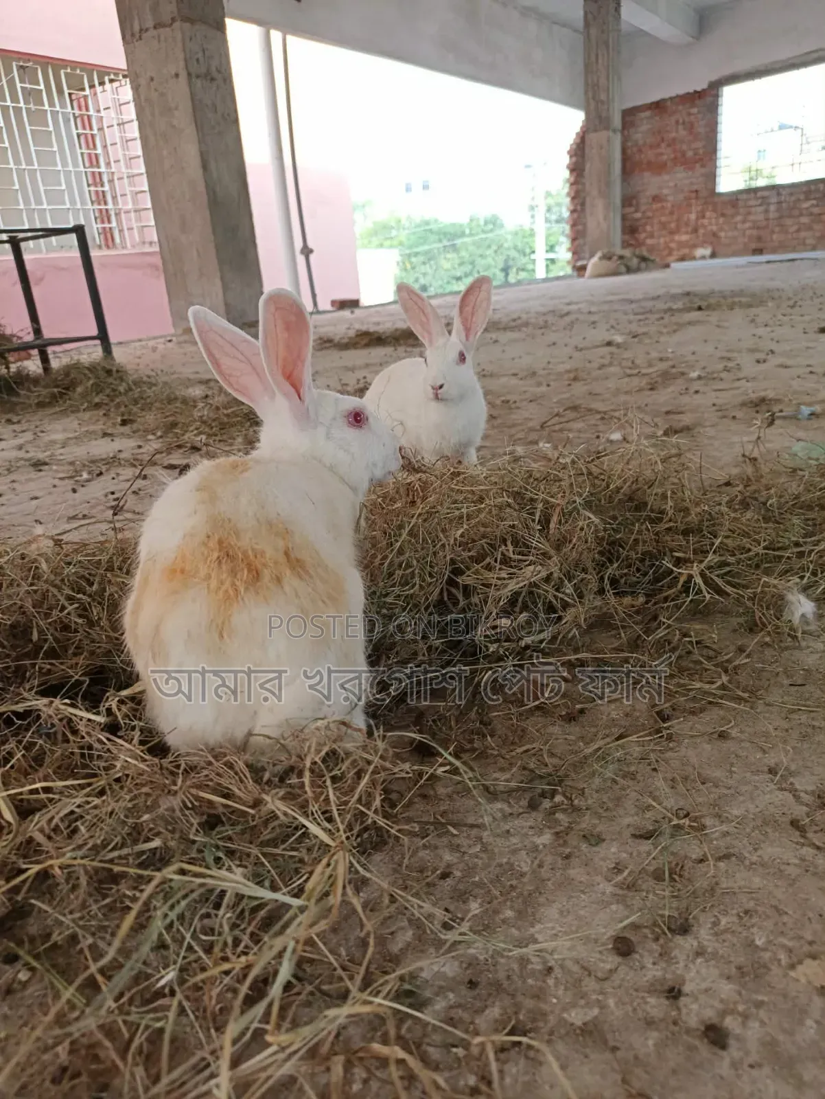 Rabbit / Bunny / র‍্যাবিট / খরগোশ
