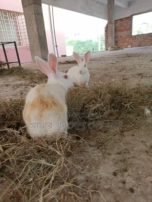 Rabbit / Bunny / র‍্যাবিট / খরগোশ