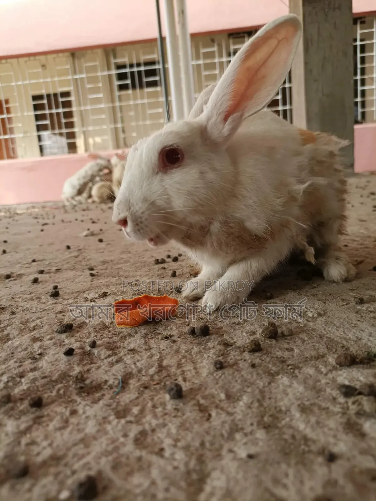 Rabbit / Bunny / র‍্যাবিট / খরগোশ